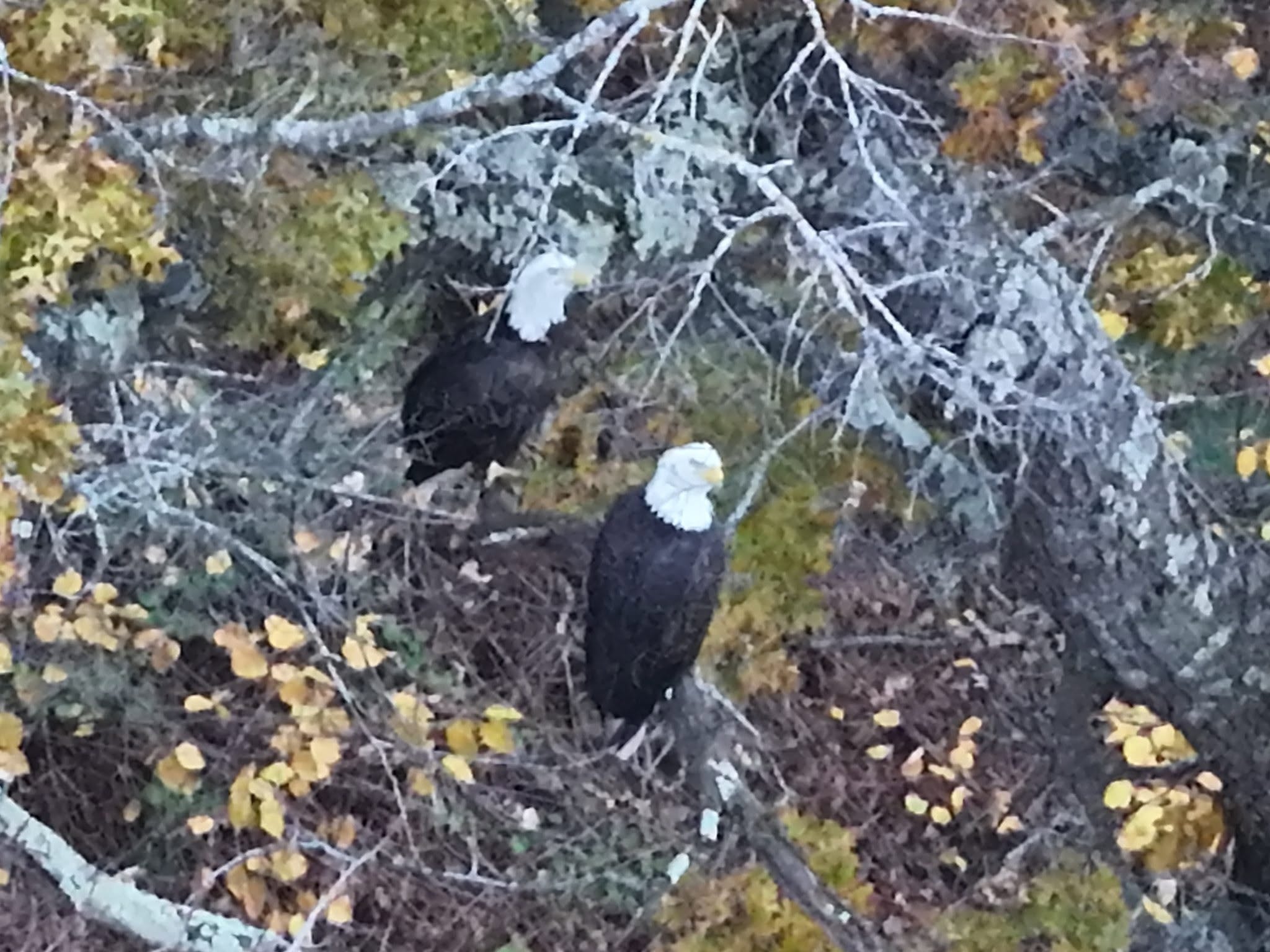 Bald Eagles