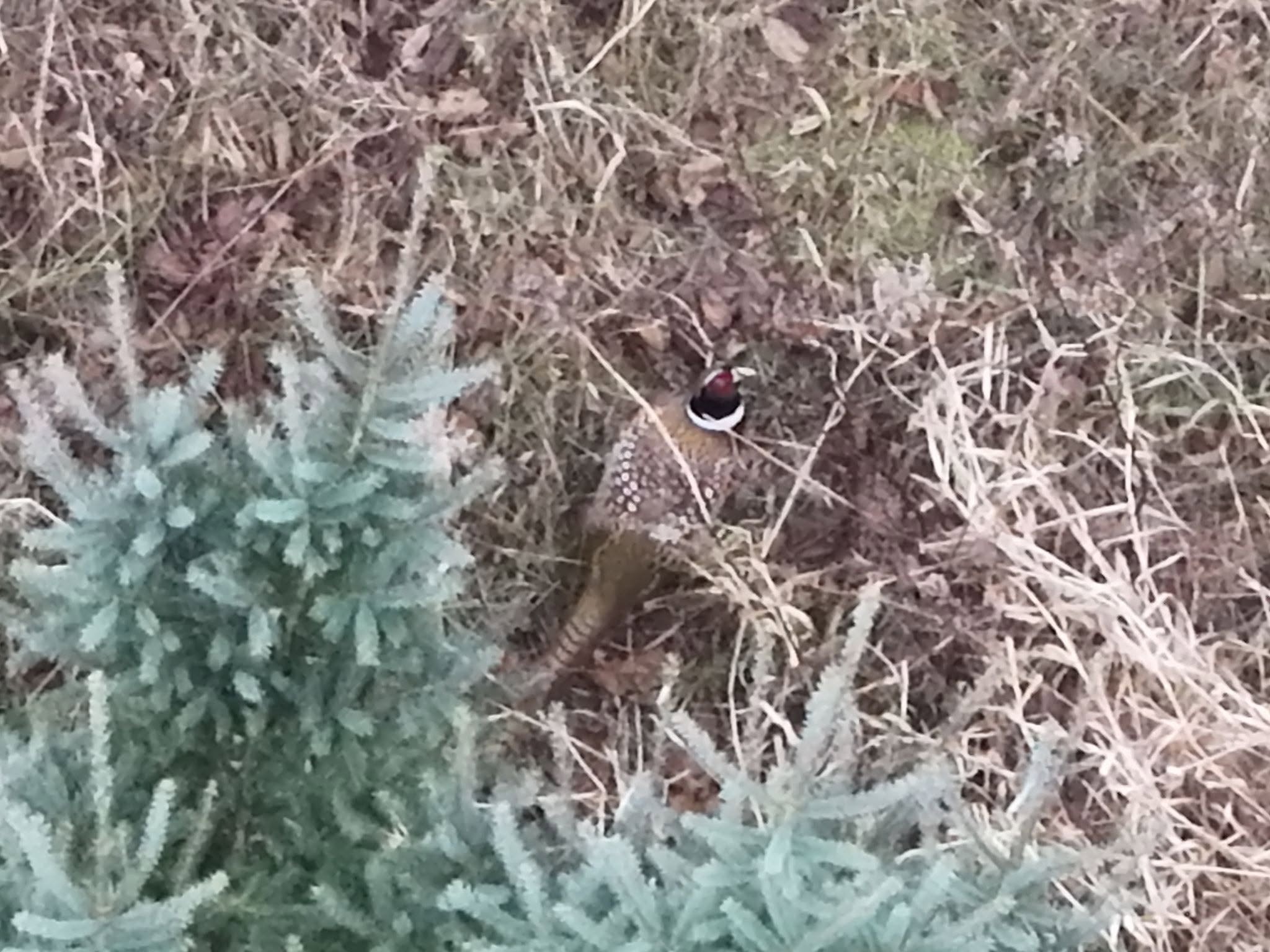 Ring-Neck Pheasant